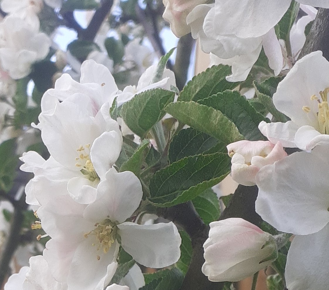 Close-up of white apple tree blossoms Close-up of white apple tree blossoms